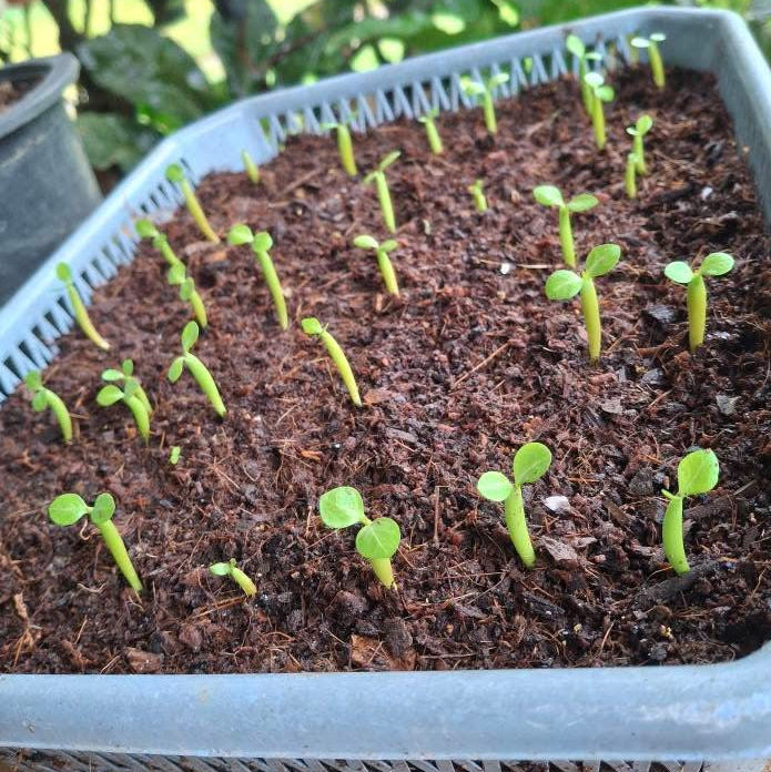 Adenium seeds growing