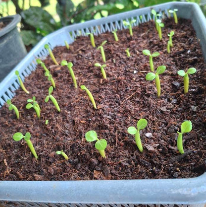 Adenium seeds growing