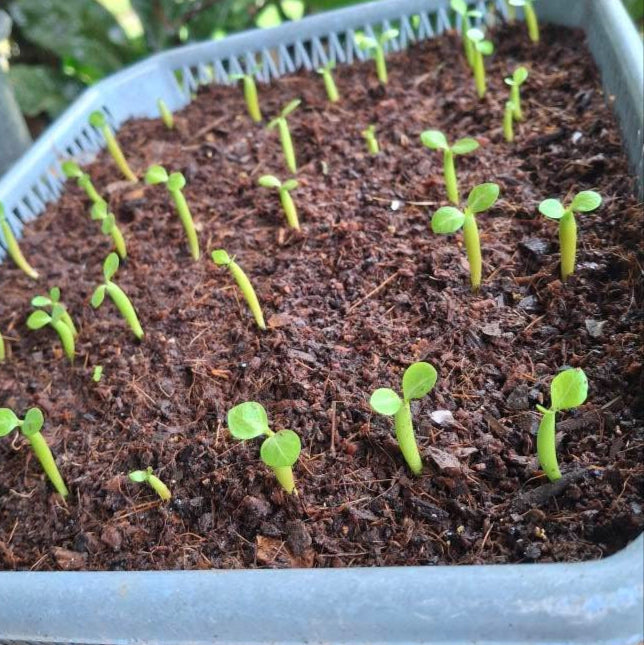 desert rose seeds from thailand Adenium obesum (double & triple layers) Seeds – Free Pollinated – PKP Garden
