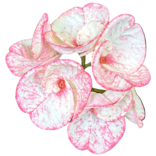Euphorbia milii - Premium Flowers - PetchKaSem