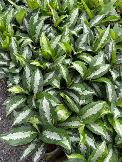 Aglaonema Pattaya Beauty
