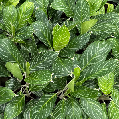 Aglaonema Stripes - Chinese Evergreen