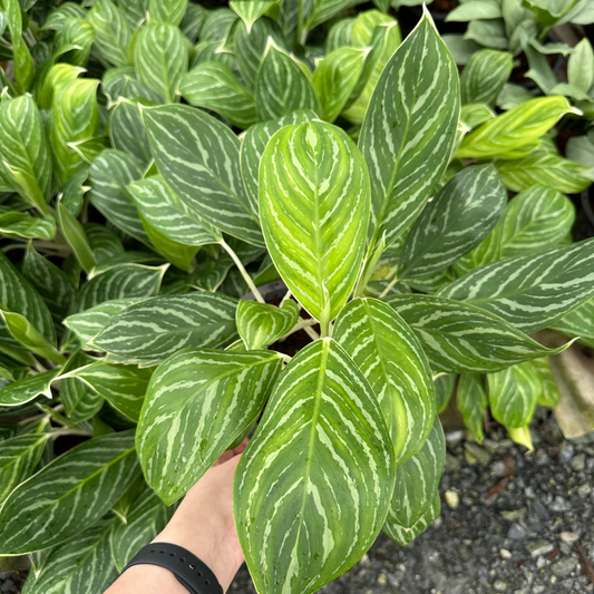 Aglaonema Stripes