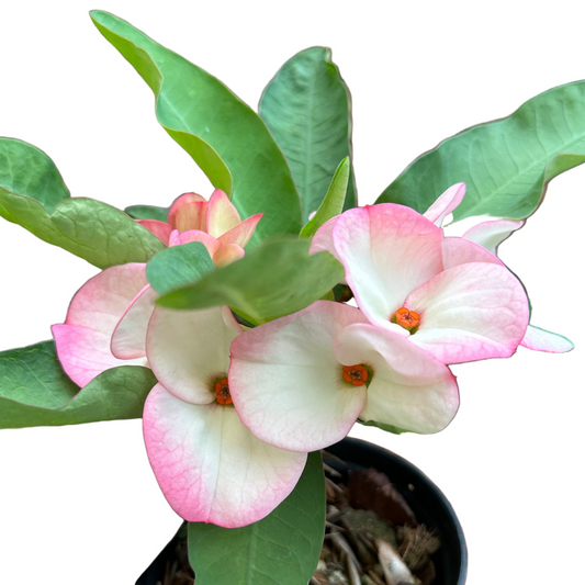 Euphorbia milii - Premium Flowers - Mali Ruk