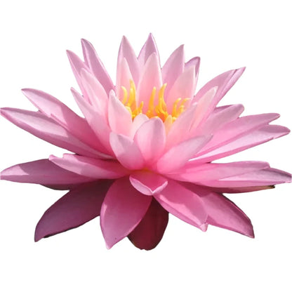 Water lily - Rose Arey