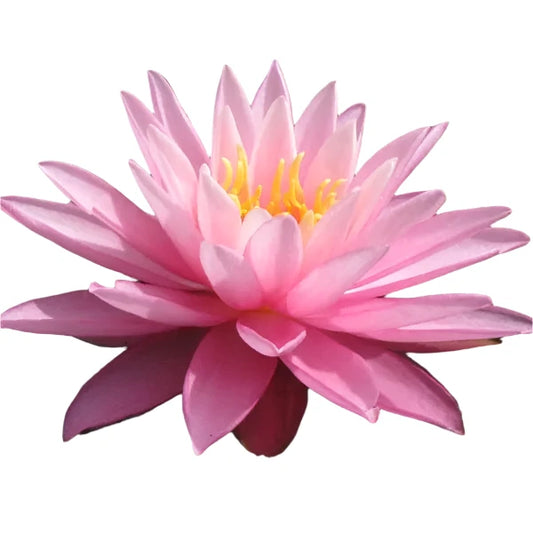 Water lily - Rose Arey
