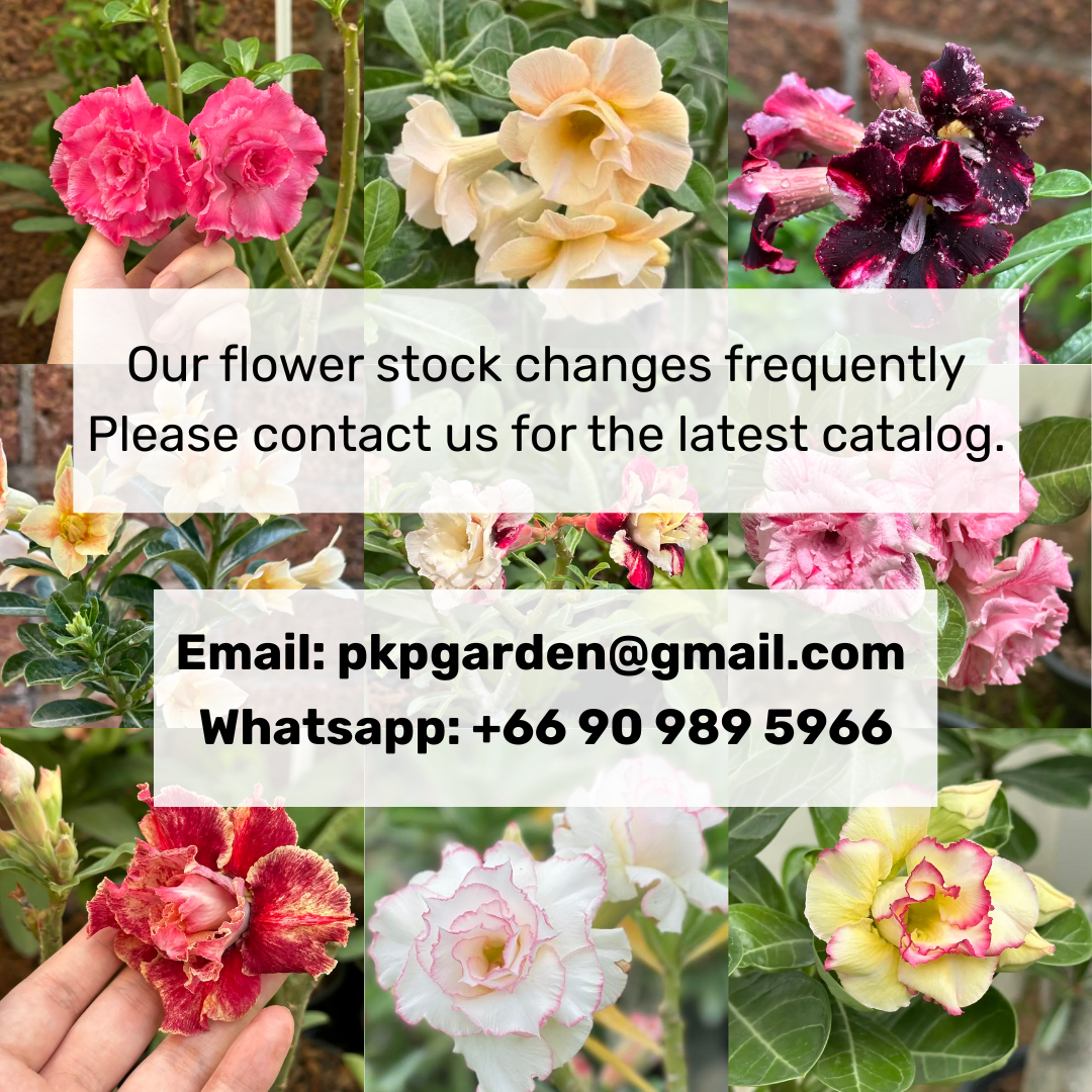 Adenium Plants for Sale | Wholesale Adenium Set (10–50 Plants)