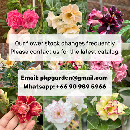 Adenium Plants for Sale | Wholesale Adenium Set (10–50 Plants)