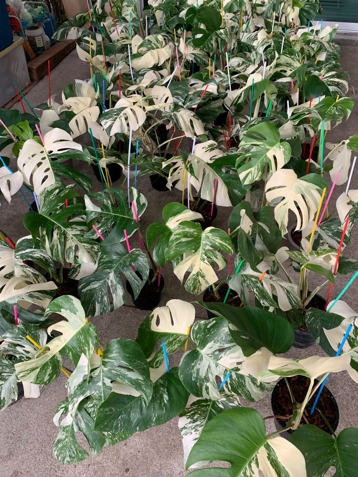 Large batch of Monstera Borsigiana Albo variegated plants for wholesale