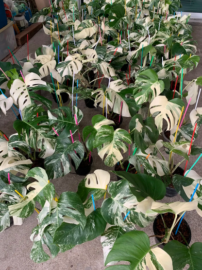 Large batch of Monstera Borsigiana Albo variegated plants for wholesale
