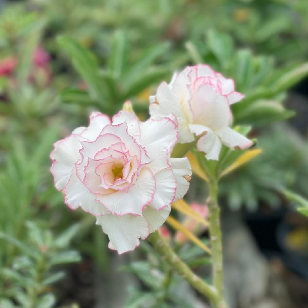 Light pink adenium flower with full petals