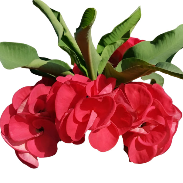 Euphorbia milii - Red Valentine