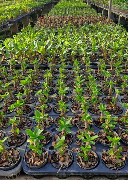 Many crown of thorns plants growing together in Thai nursery