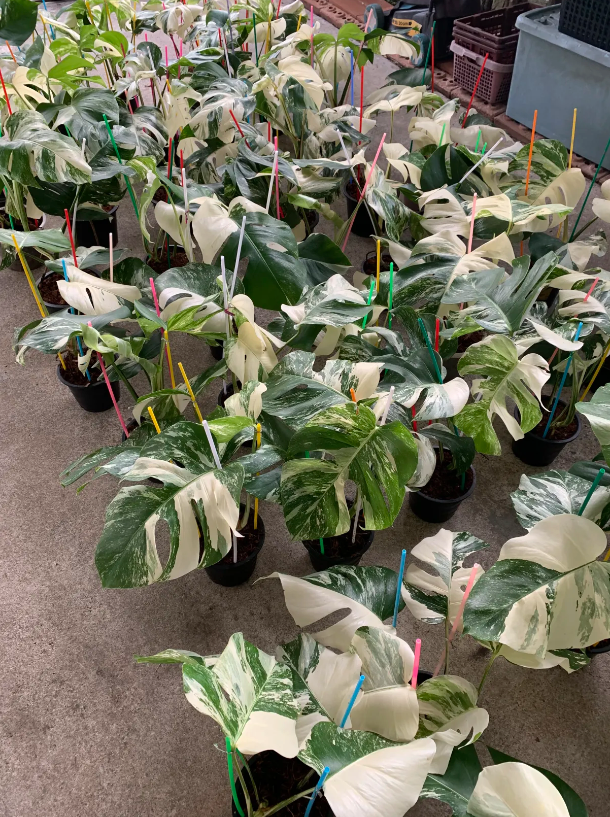Monstera Borsigiana Albo variegated bulk order packing process