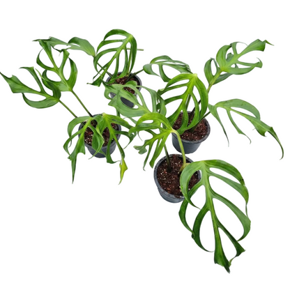 Monstera Burle Marx Flame standard size plant with natural leaf fenestration