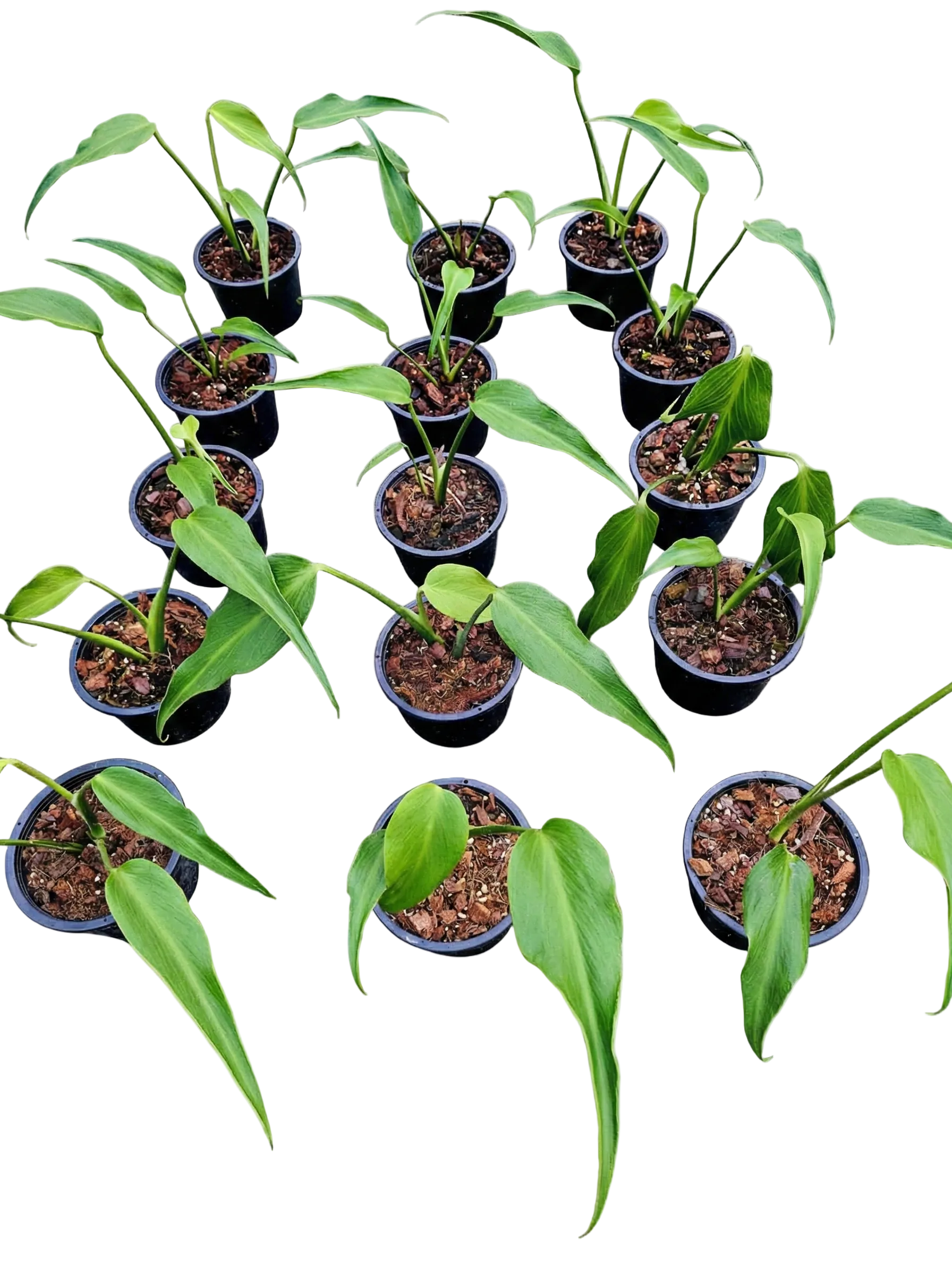 Monstera Burle Marx Flame young plant growing in nursery pot