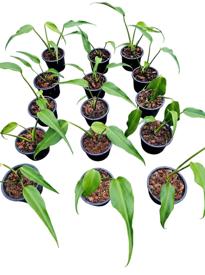 Monstera Burle Marx Flame young plant growing in nursery pot