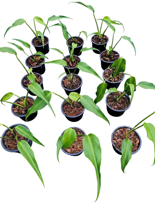 Monstera Burle Marx Flame young plant growing in nursery pot