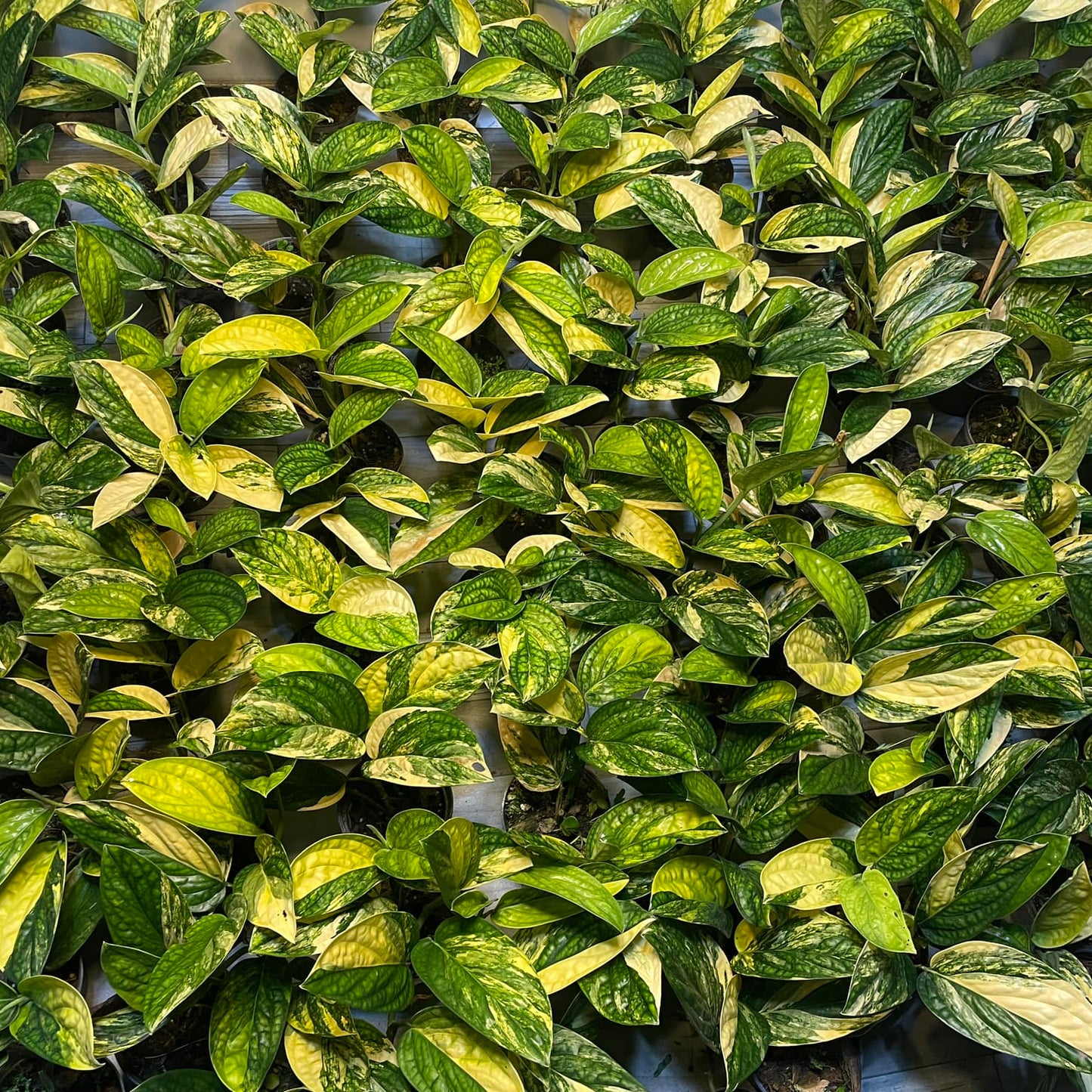 Monstera Karstenianum Peru Variegated plant ready for export