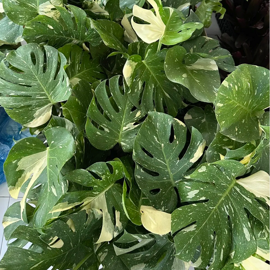 Monstera Thai Constellation variegated plant with stable cream pattern