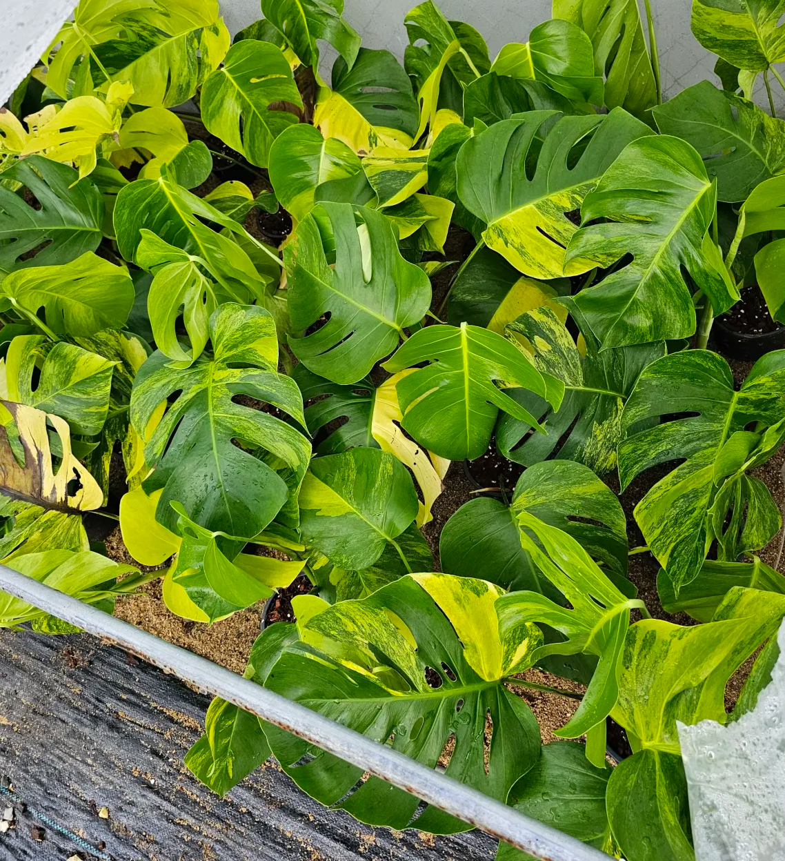 Monstera aurea for wholesale