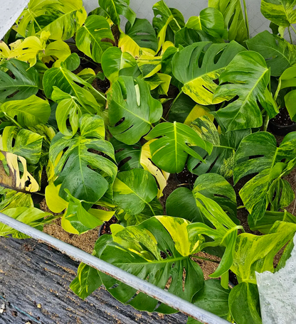 Monstera aurea for wholesale