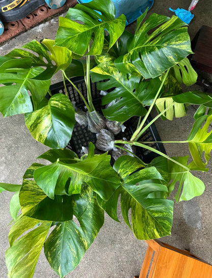 Monstera aurea packed for shipping
