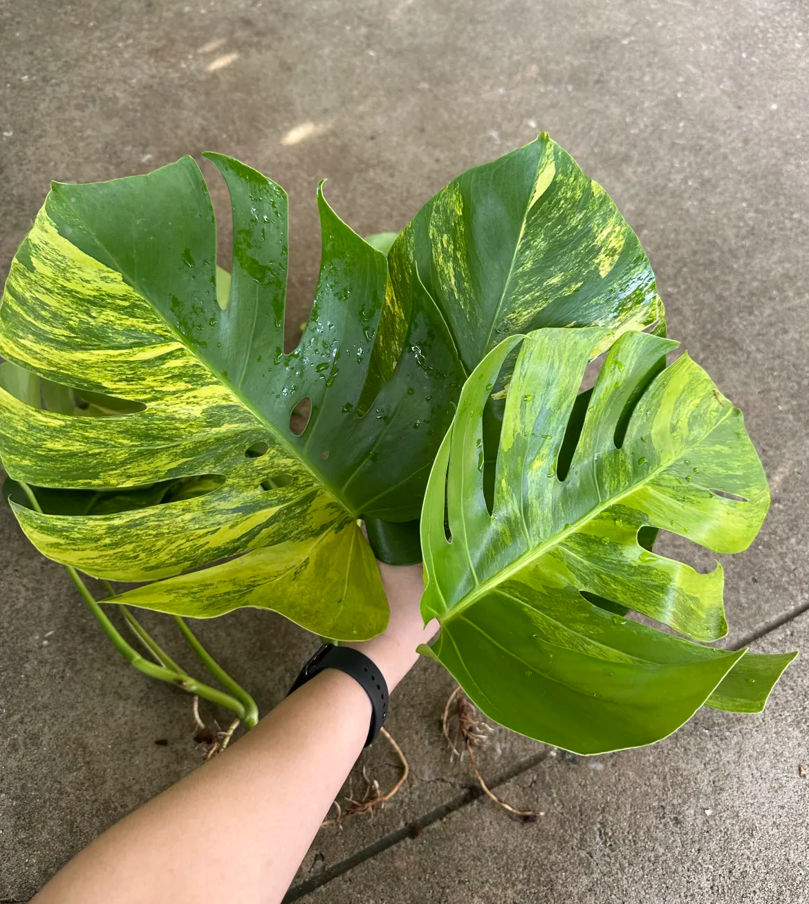 Monstera aurea prepared for shippinpg
