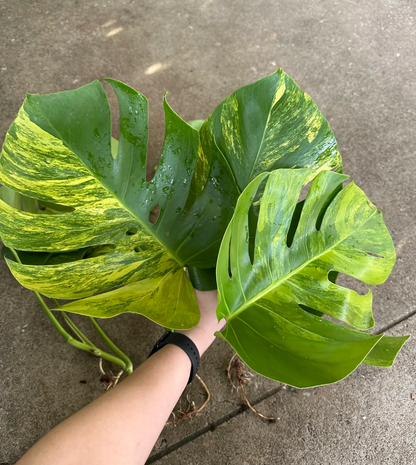 Monstera aurea prepared for shippinpg