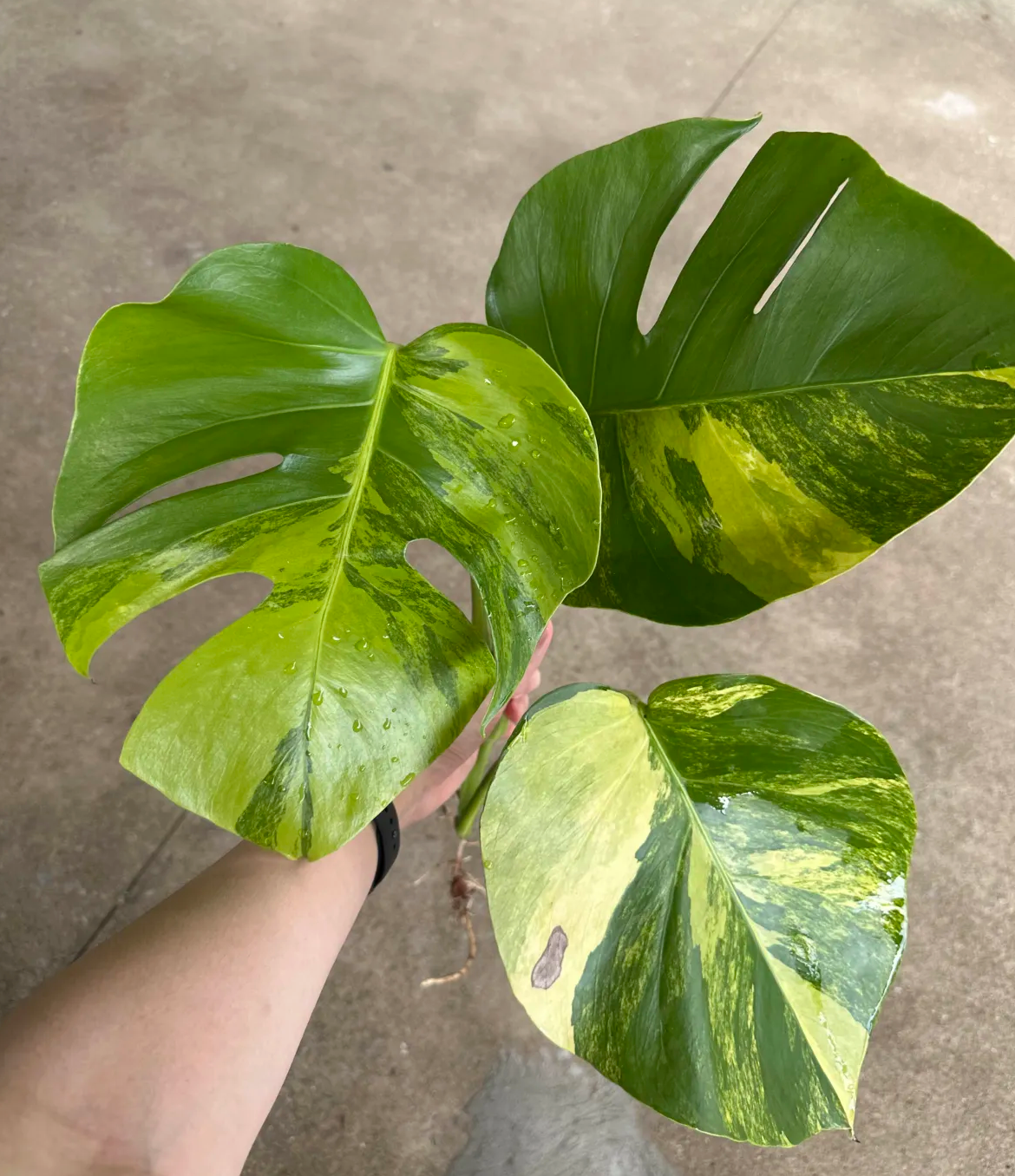 Monstera aurea variegated wholesale