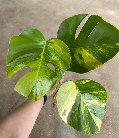 Monstera aurea variegated wholesale