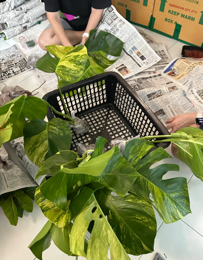 Monstera aurea variegated for international wholesale