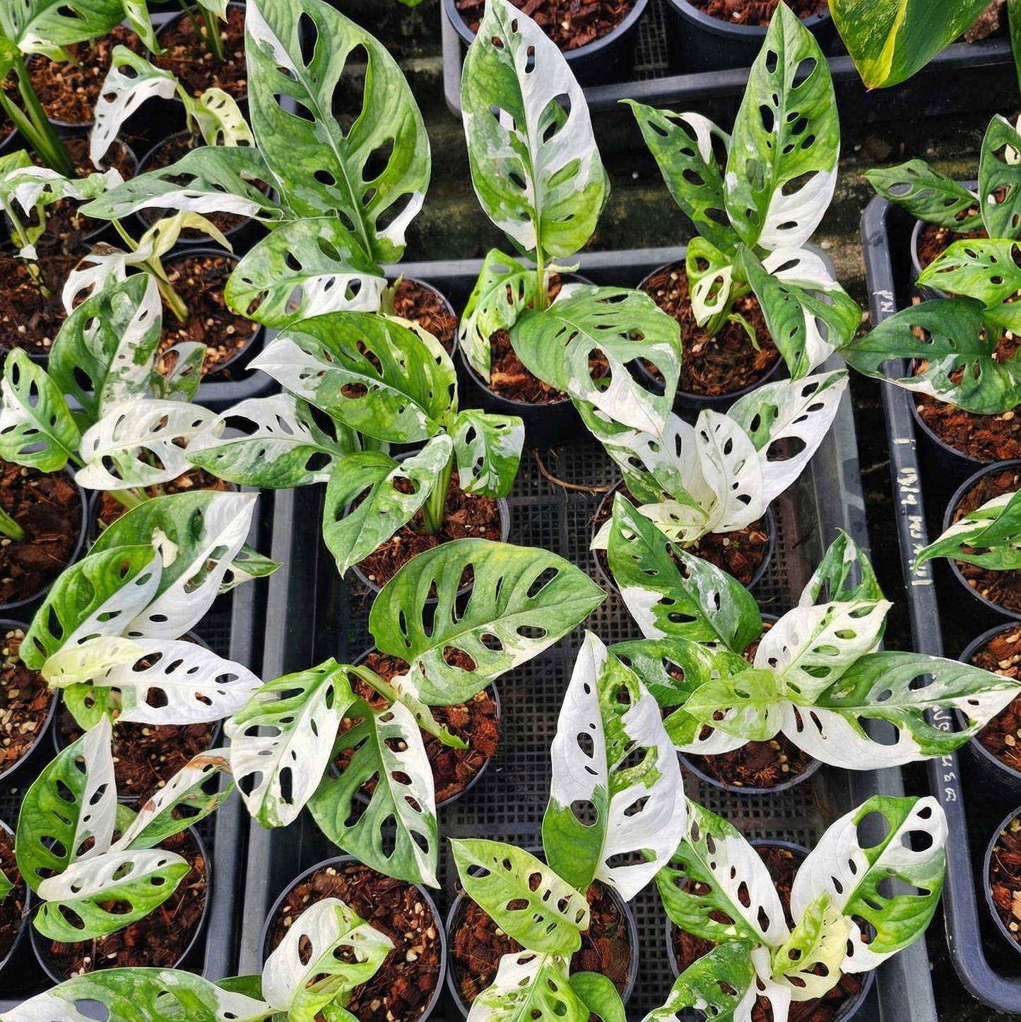 Monstera adansonii albo variegated wholesale set for sale