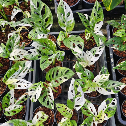 Monstera adansonii albo variegated wholesale set for sale