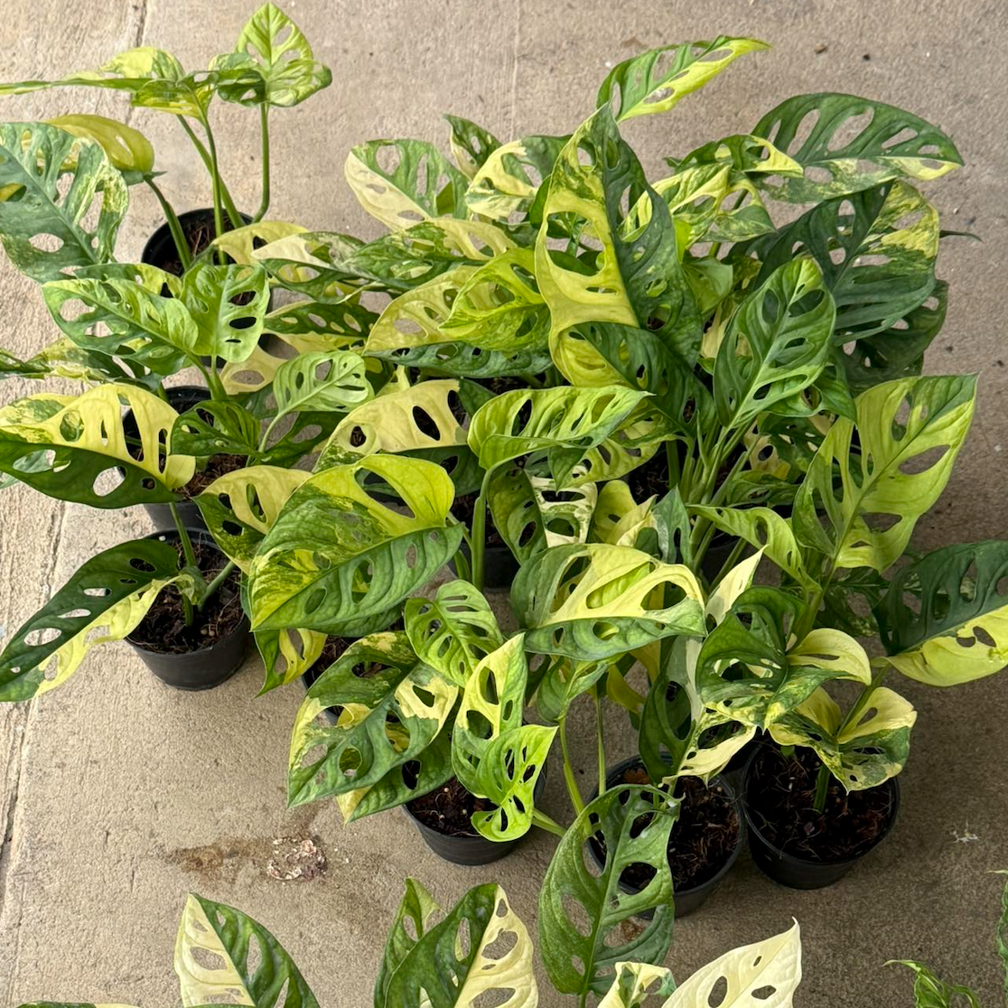 Monstera adansonii aurea variegated wholesale set for sale
