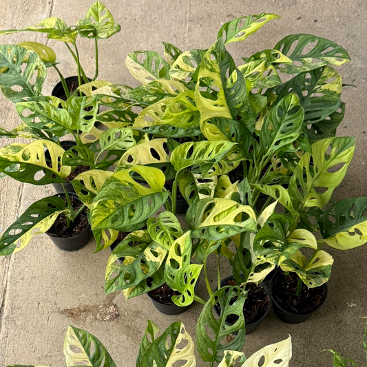 Monstera adansonii aurea variegated wholesale set for sale