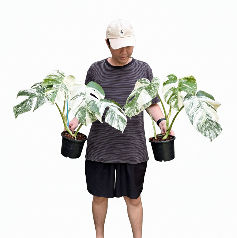 Monstera albo in pot 6 inches