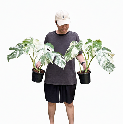 Monstera albo in pot 6 inches