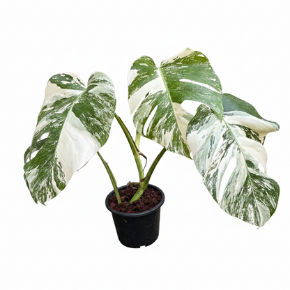 Monstera albo variegated