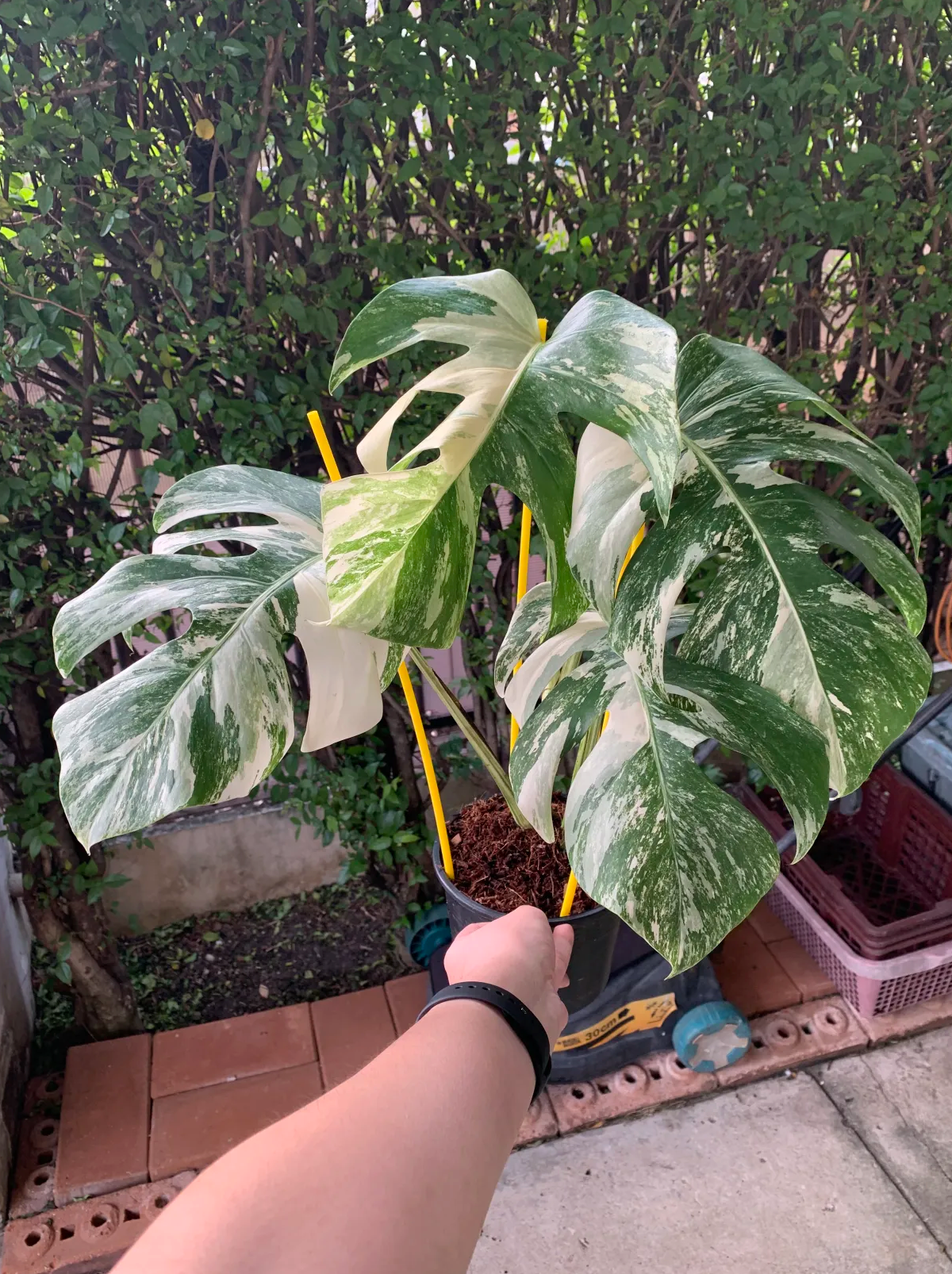 Monstera borsigiana albo variegated plant with white marbled leaves