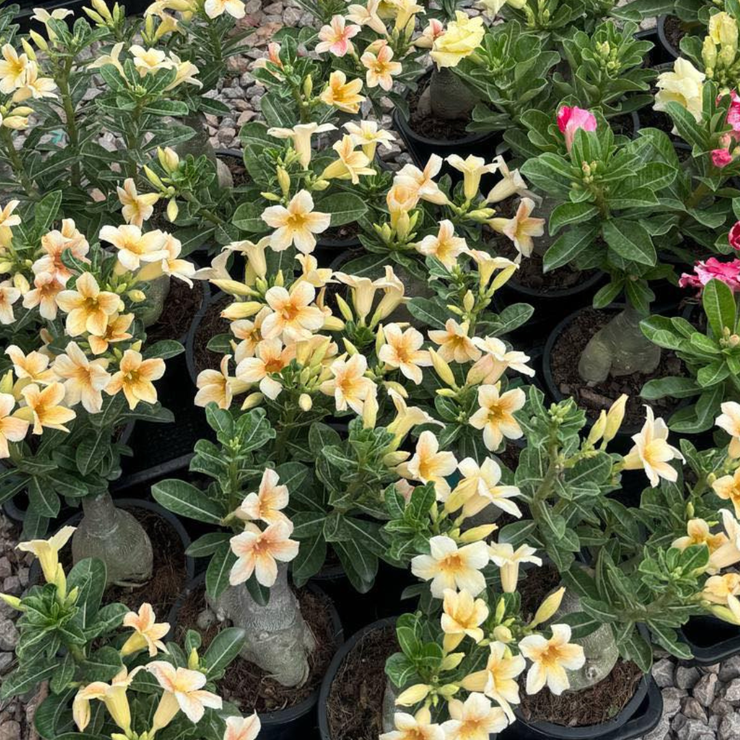 Multiple adenium varieties blooming with yellow and white flowers