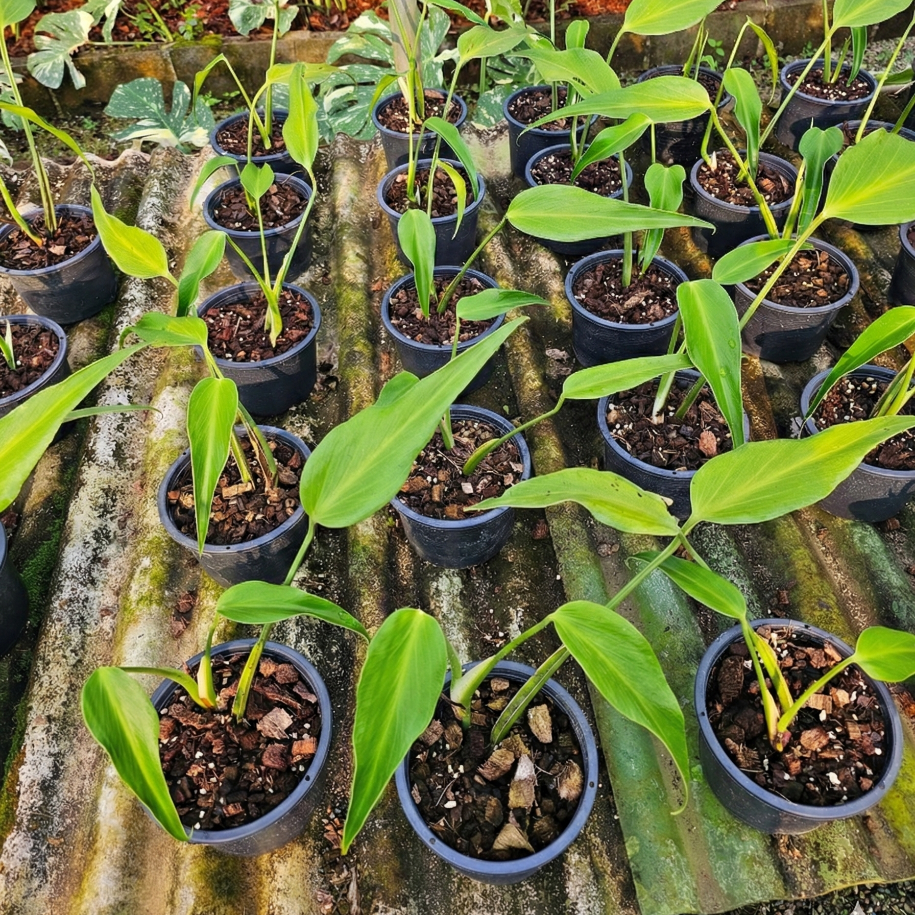 Nursery-grown Monstera Burle Marx Flame young plant collection