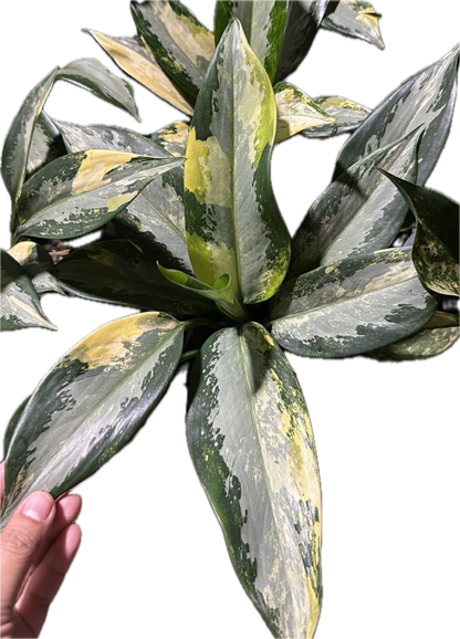 Order Aglaonema Suvarnabhumi Variegated from thai nursery