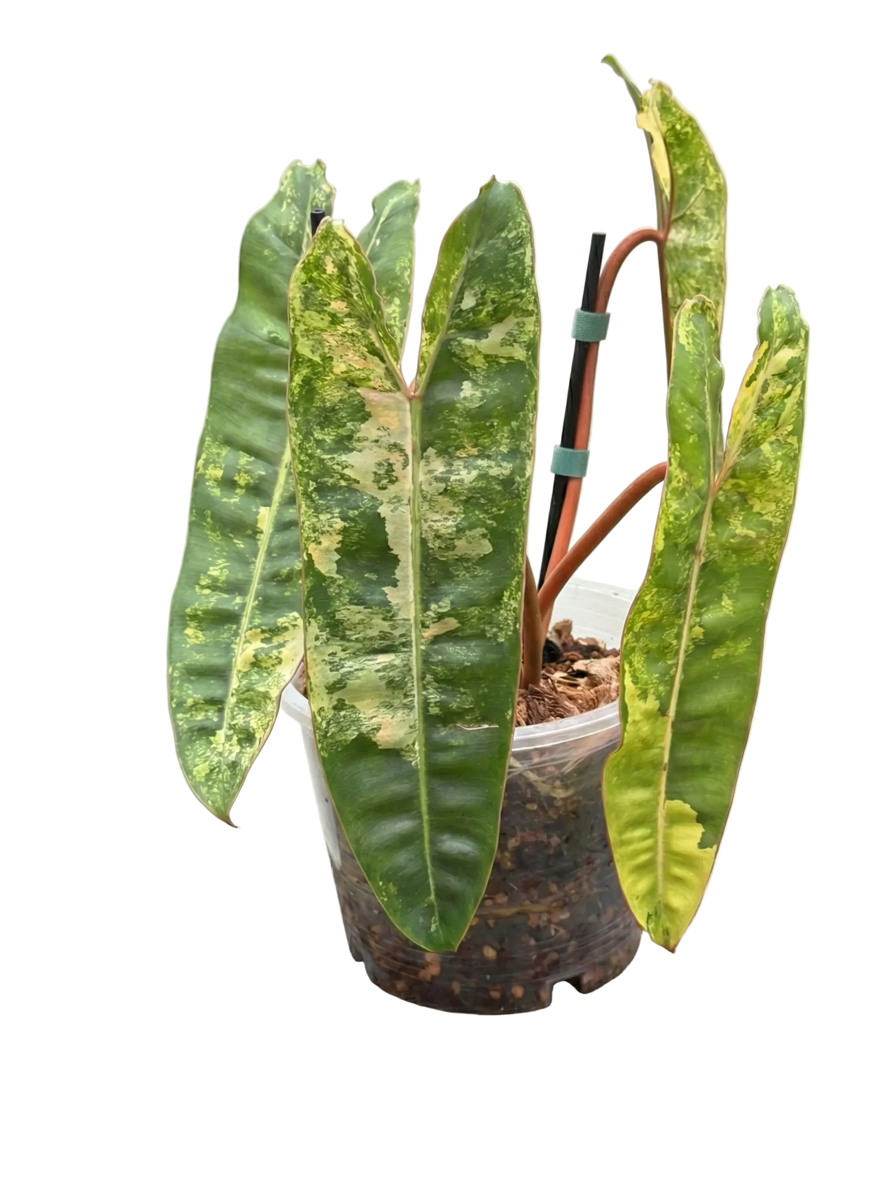 Philodendron Billietiae variegated top cutting with four leaves