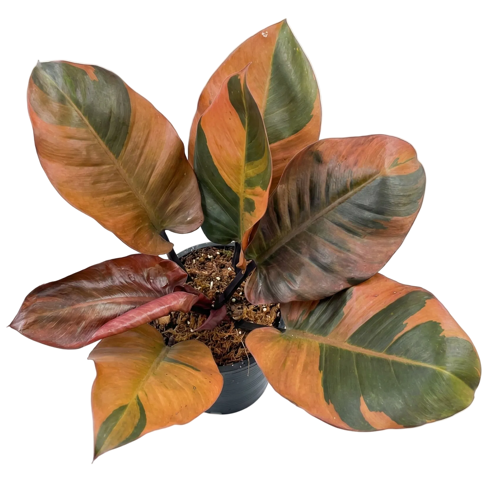 Philodendron Black Cardinal Variegated No.2