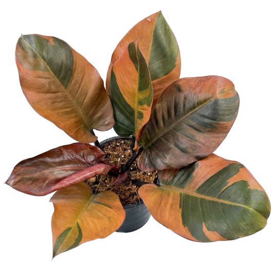 Philodendron Black Cardinal Variegated No.2