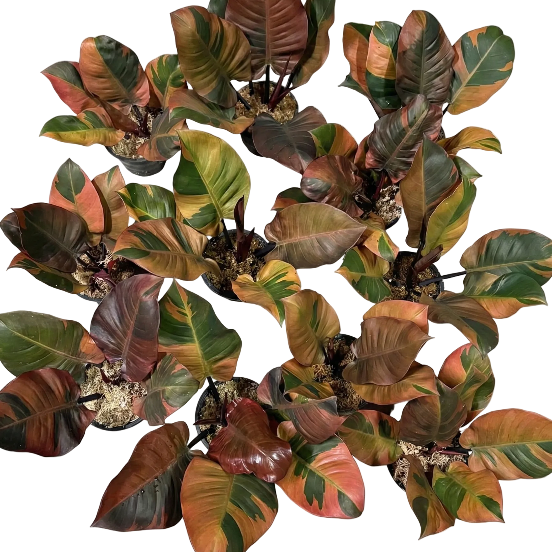 Philodendron Black Cardinal Variegated No.2 – Wholesale Set (5 Plants)