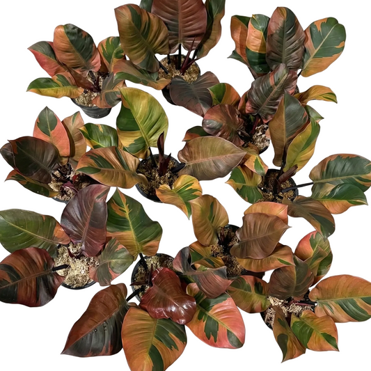 Philodendron Black Cardinal Variegated No.2 – Wholesale Set (5 Plants)
