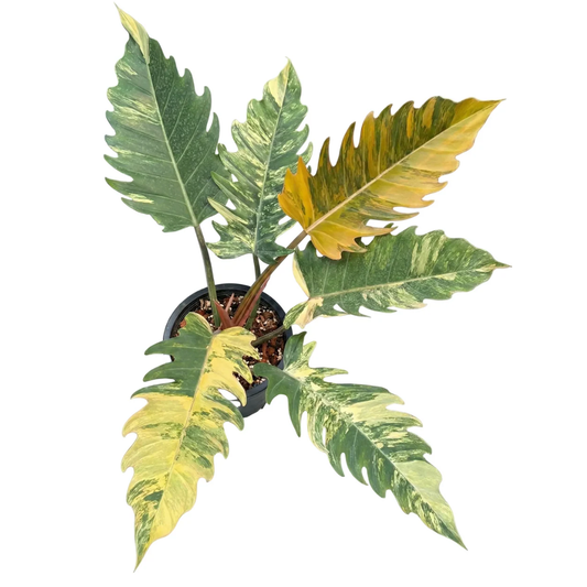 Philodendron Caramel Marble Variegated grown in 6 inch pot