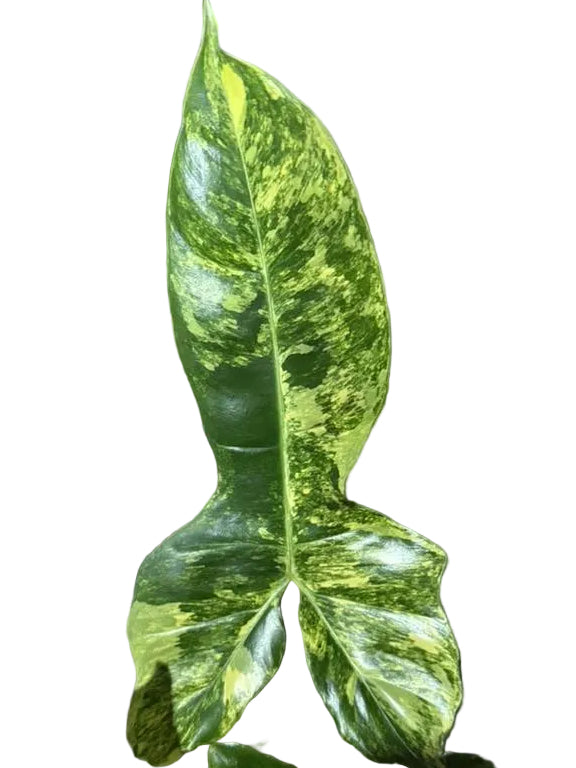 Philodendron Florida Beauty x Billietiae variegated leaves